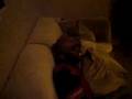 videos de the family again pt.3