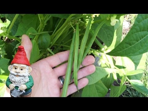 how to harvest bush beans
