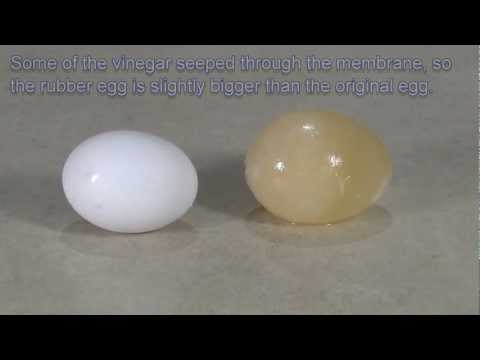 how to dissolve eggshell with vinegar