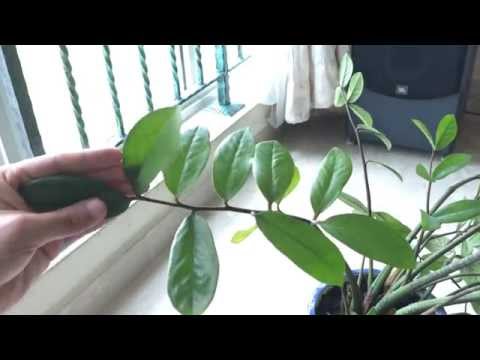 how to plant zamioculcas