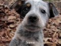 Australian Cattle Dog Rescue - AuCaDo 2008 Australian Cattle Dog Rescue - AuCaDo 2008