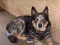 Australian Cattle Dog Rescue - AuCaDo 2008