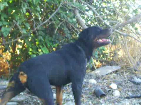 rottwailer