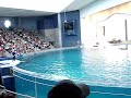 Spirit the Dolphin jumps high in the air