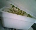 bean sprouts