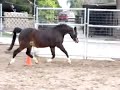 Modern Shetland Pony broodmare at liberty Modern Shetland Pony broodmare at liberty
