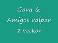 Valparna 2 veckor