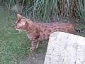 Bengal Cat - Daniel a beautiful cat Bengal Cat - Daniel a beautiful cat