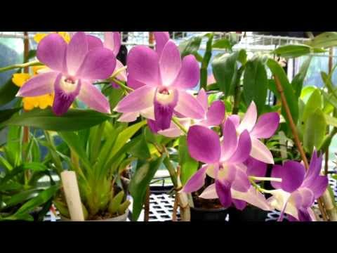 how to fertilize dendrobium orchids