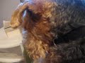 Canine Snub