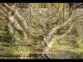 la higuera  recitado del  triptico de sonetos de Segis.mpg