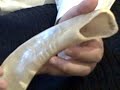 How to blow the Shofar 1 How to blow the Shofar 1