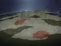 Full Metal Alchemist AMV
