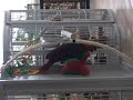 Quiara op de kooi aan het spelen