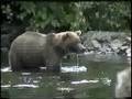videos de Alaska Brown Bear fishing