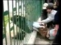 When Pandas Stike When Pandas Stike