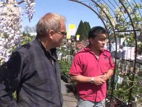 how to grow wisteria