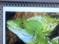 Stirnlappenbasilisk
