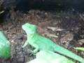 Stirnlappenbasilisk