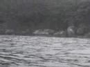 Golfinhos em ilha grande Golfinhos em ilha grande