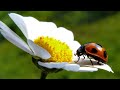 Click here to watch this video てんとうむしのサンバ ocarina(F)
