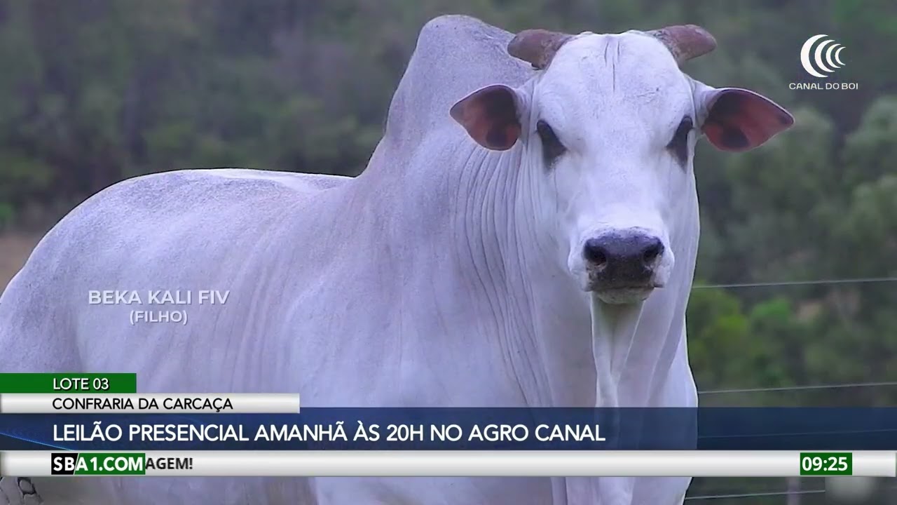 Leilão Confraria da Carcaça amanhã às 20h no Agro Canal