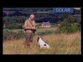 Sporting Scene - Spaniel Training Master Class P2 .