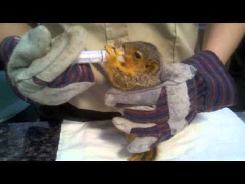 how to take care of a wild baby squirrel