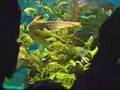 Feeding of sharks - Кормление акул