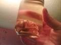 cryptozoology and weird pics and videos ive found