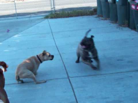 Canary Dog - Conan is an 8 month old Presa Canario that weighs 105 lbs. For more information email bigdavespresa@gmail.com.