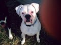 Danger the white boxer Danger the white boxer