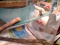 Markell reptiel update