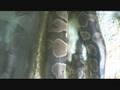 videos de Snakey swallows his yum-yum...