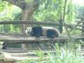 videos de 8 - Panda Sleeping