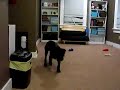 Leu is learning that chasing a tennis ball is fun