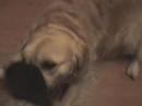 My dog playing and doing some tricks