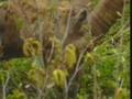 videos de The Wildlife and Scenery of Europe  Part 08
