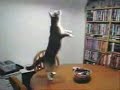 dAft pUnk cAt