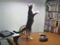 dAft pUnk cAt