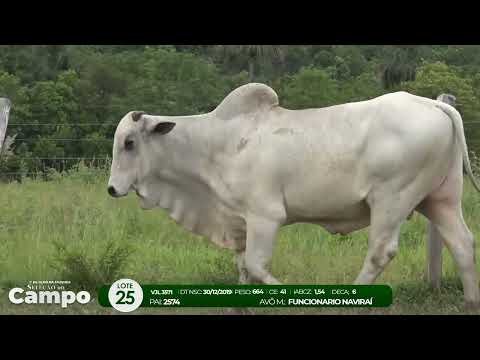 1 De Olho na Fazenda SELEO DO CAMPO