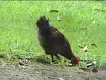 i filmed songs of the volcano  during two trips  in 2003 and 2004.
 
accompanied by denis crowdy from the department of contemporary music studies at sydney's macquarie university, and screenwriter rory mccourt, we  undertook a field trip to rabaul in papua new guinea's east new britain province, to work with five local stringbands on a collaborative album featuring different stringband styles from that region.
 
under extreme conditions of humidity, torrential rain and falling ash from the erupting volcano tavurvur, we recorded local tolai musicians in a collaboration with world renowned master guitarist and ethnomusicologist bob brozman, as part of his work at macquarie as an adjunct professor.  runs 7 mins 26 secs

contact me for copies of the documentary and cd package au$30 including postage. philmdon@optusnet.com.au