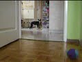 Mores boston terrier