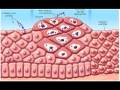 Human Papillomavirus Intro