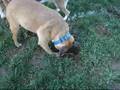 videos de Pepper and Sugar Gopher Hunt