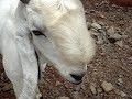 Famous Goat Forms & Live Stock