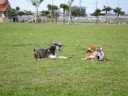 dogs playing at the park