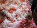Andulky 15.10 více na http://www.rucnedokrmenipapousci.wbs.czKakadu cockatoo žako kongo Congo amazoňan amazona agapornis alexandr malý Alexander small velký the great čínský Chinese pink ara aratinga sun zlatý gold Barnard collar Eklektus Eclectus mníšek šedý Quaker Parrot blue Nandej Neoféma parrot papoušek Nestor kea korelka korela cockatiel korely andulka budgerigar andulky Budgerigars Pyrura Kakariki rosela Yellow Rosella Eastern lutino lutin Pennant Mutation