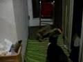 cat fetch... better than dog fetch