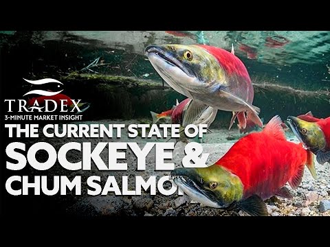 3MMI - Current State of Sockeye & Chum Salmon Market